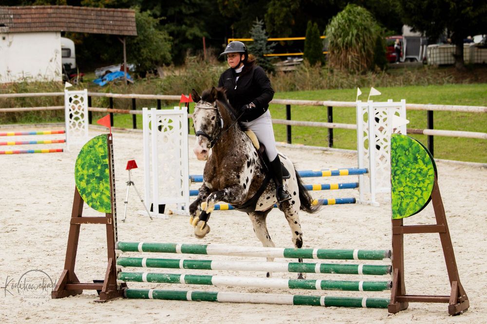 Krycie Stanówka  małopolskim ogierem Bajerant tarant