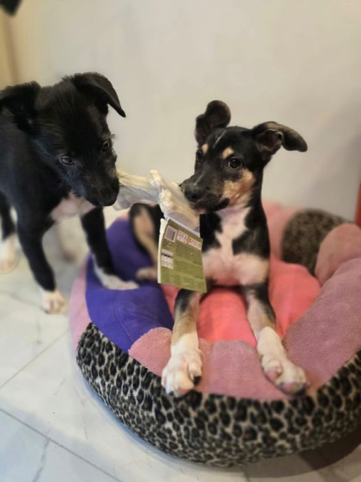 Małe szczeniaki szukają domków