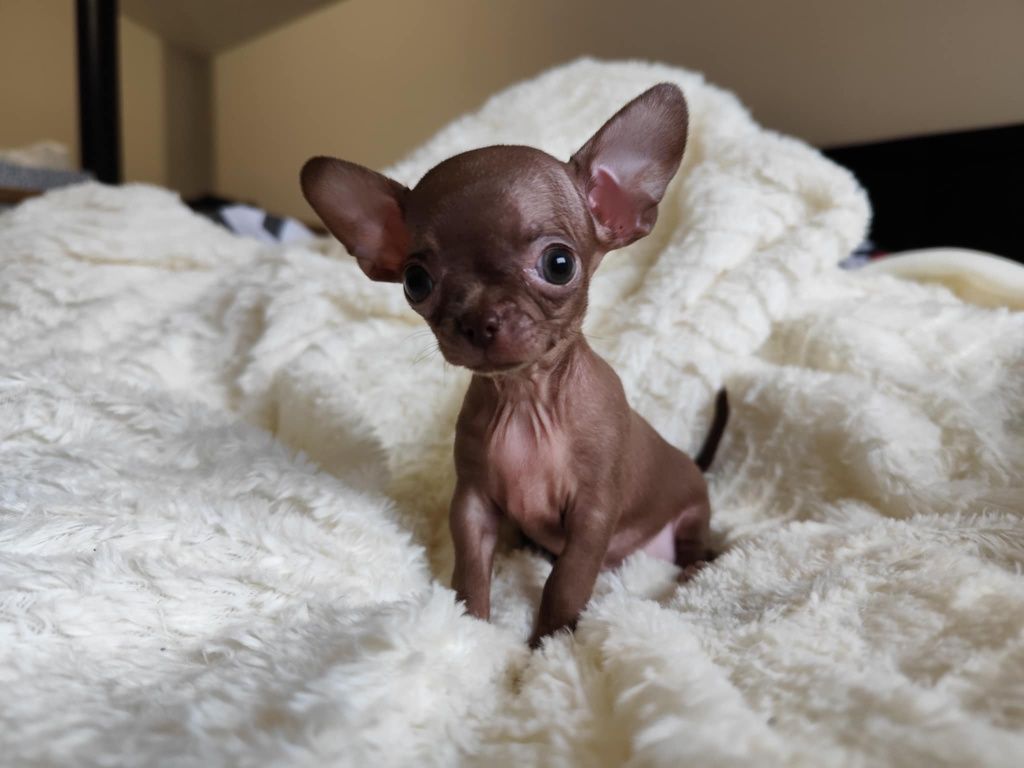 Mini Czekoladowa  dziewczynka chihuahua