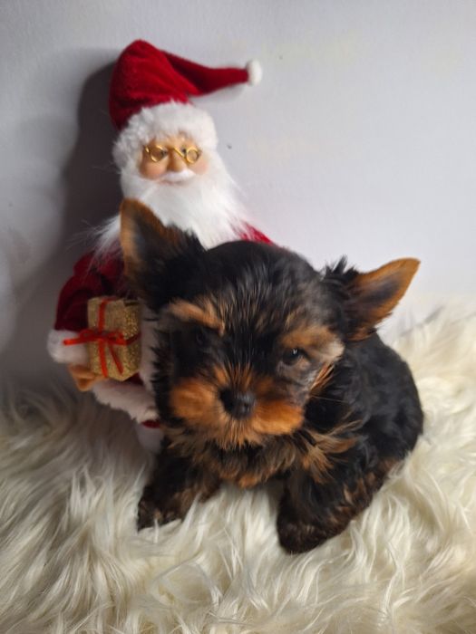 York przeuroczy piesek