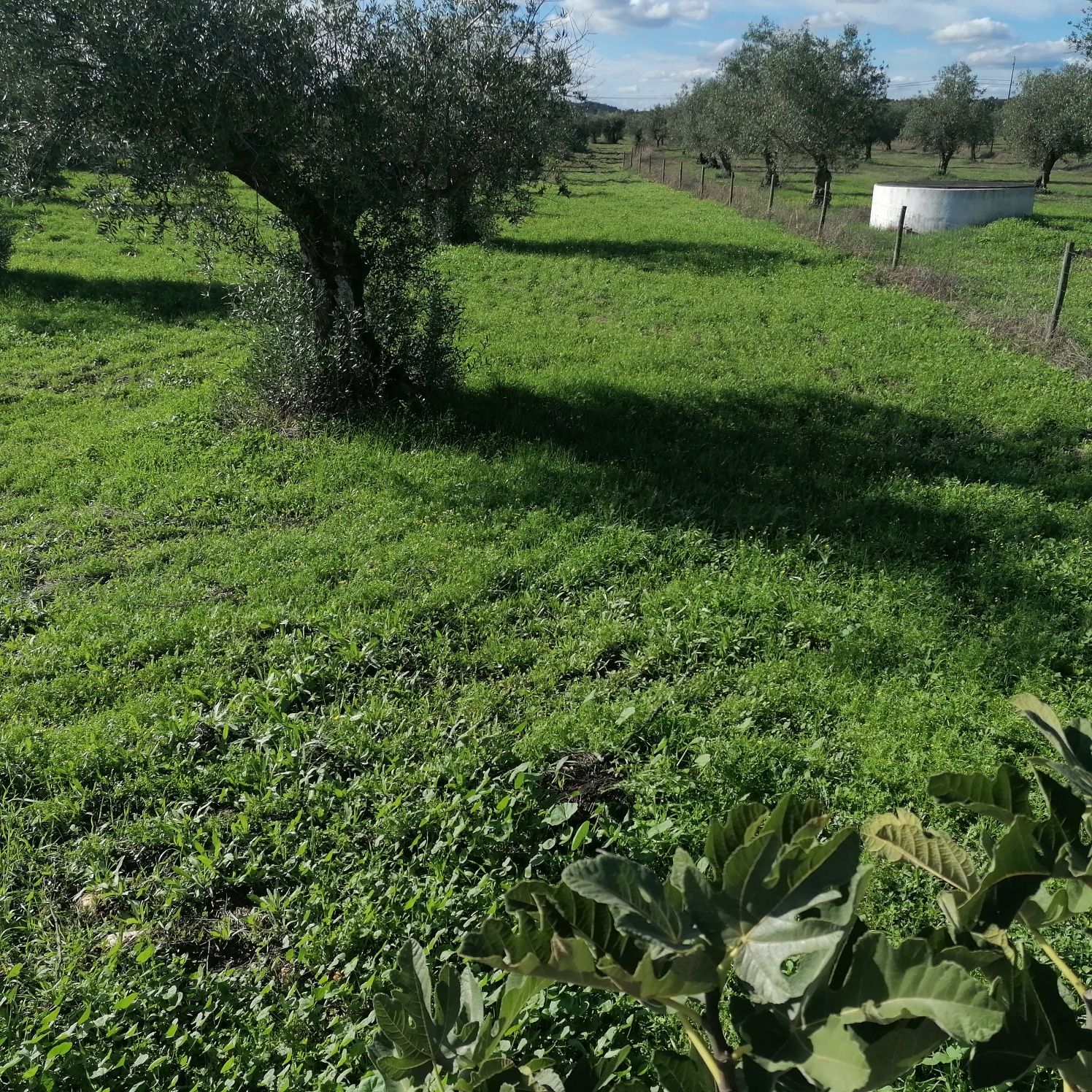 Venda de oliveiras em Ponte de Sor