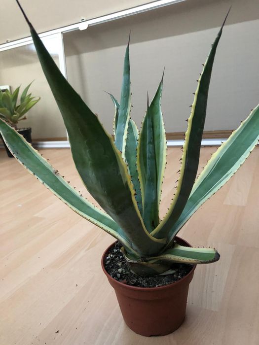 AGAVE Americana Variegata