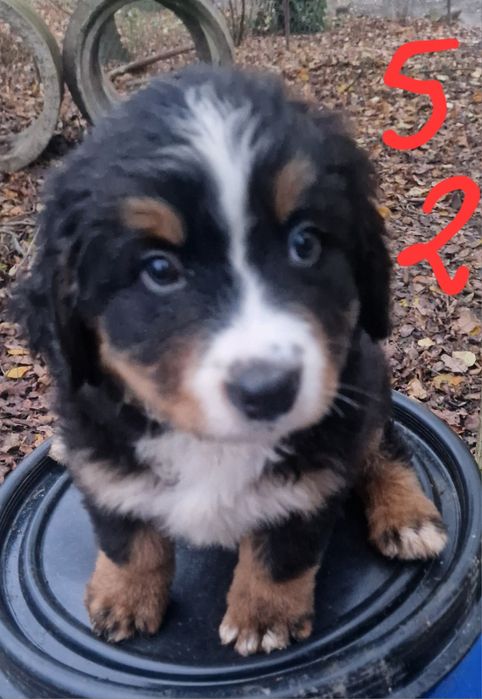 Szczeniak Berneński Pies Pasterski