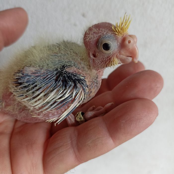 Caturras bebés "colapsitas" para criar à mão