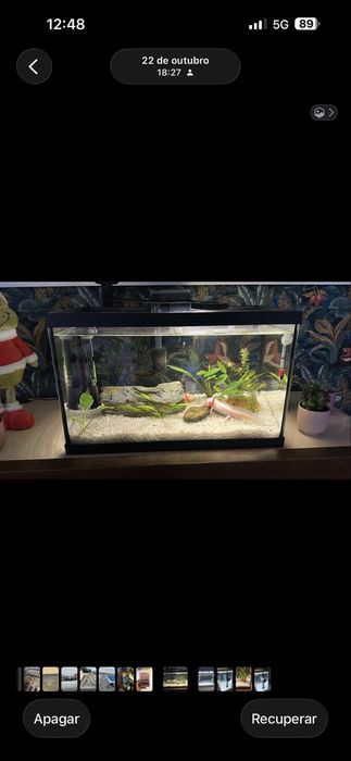 Aquario completo 60L