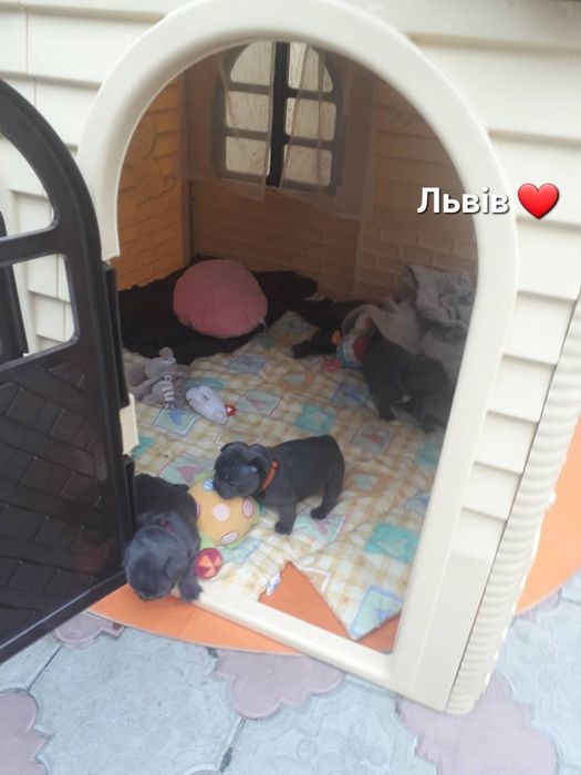 Чудовий хлопчик та дівчинка. Львів