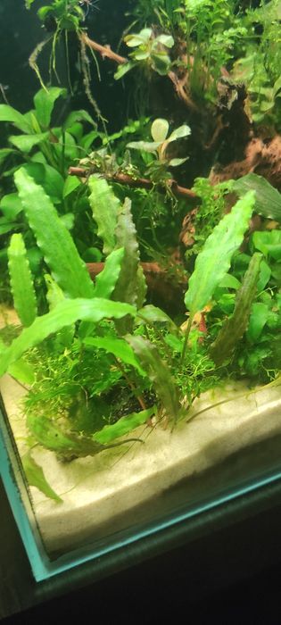 Cryptocoryne brąze