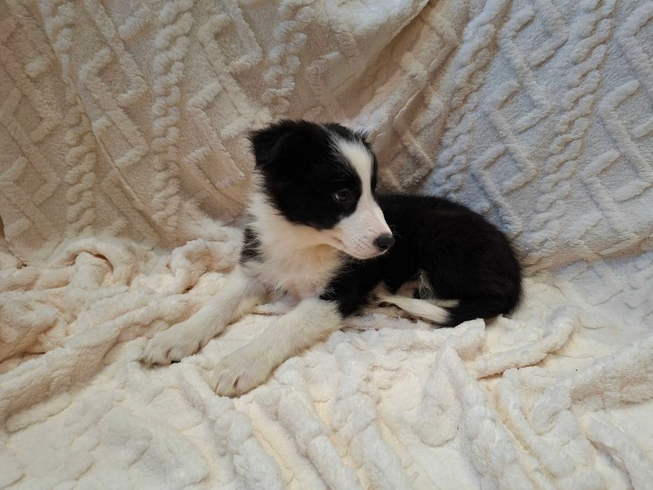 Border Collie  szczeniak suczka czarno-biała :-) piękna:-)