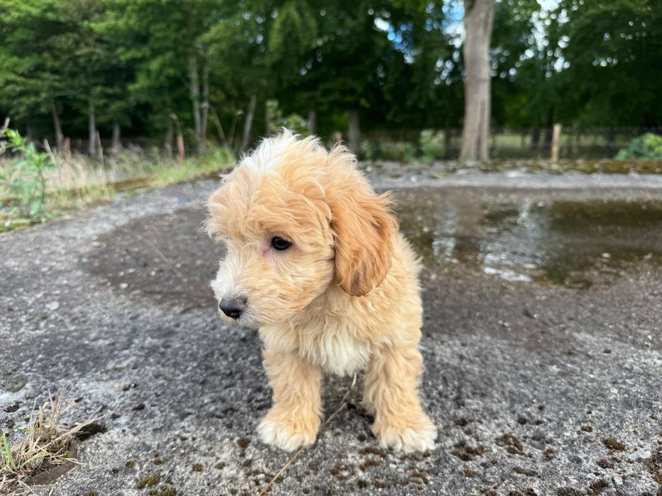 maltipoo gotowy do odbioru