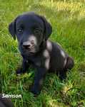 Labrador Retriever czarny piesek rodowód