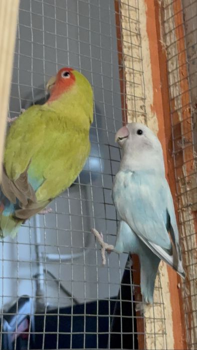 Casal de Roseicolis Longfeathers