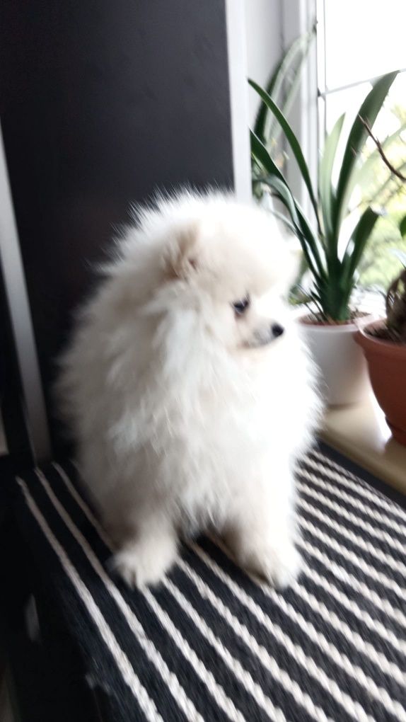 Szpic miniaturowy pomeranian do odbioru