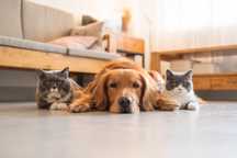 Opieka nad kotami i psami / Spacer / Petsitter Kraków