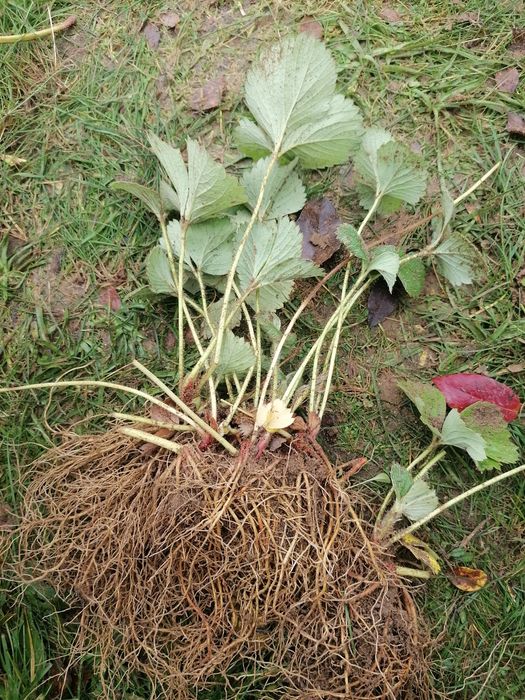 Sadzonki, flance truskawek Florence, Florencja