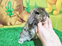 PIĘKNY Mini barwa zajączek królik baranek miniaturka teddy