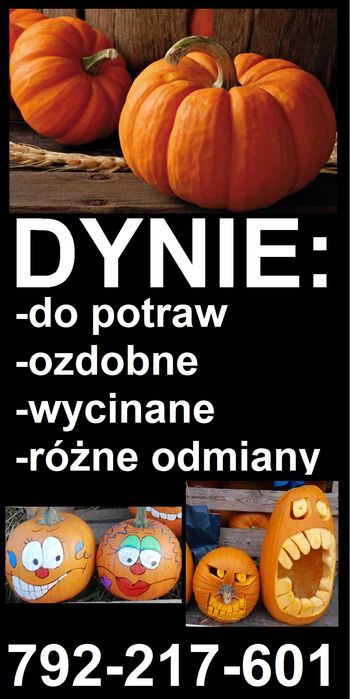 Dynie, dynia na zamówienie różne rodzaje, hurt, detal