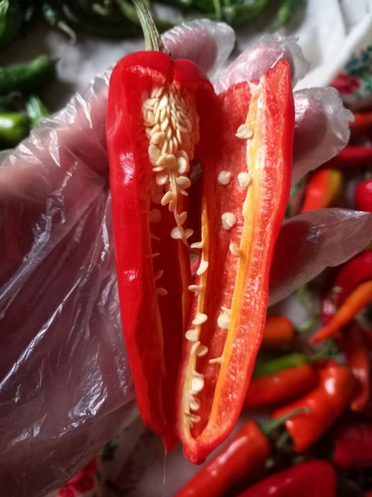 Перець гострий, насіння