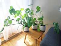 Monstera dziurawa (Monstera deliciosa) roślina doniczkowa x 3 szt