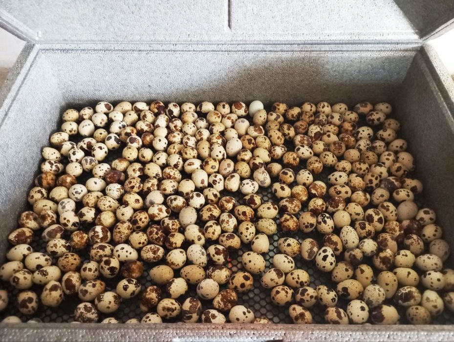 Яйцо перепелине  инкубаційне