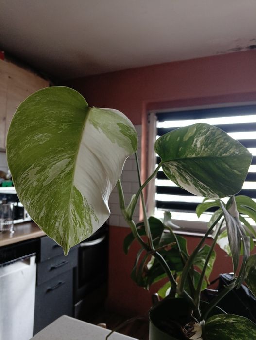 Monstera variegata 2 liście