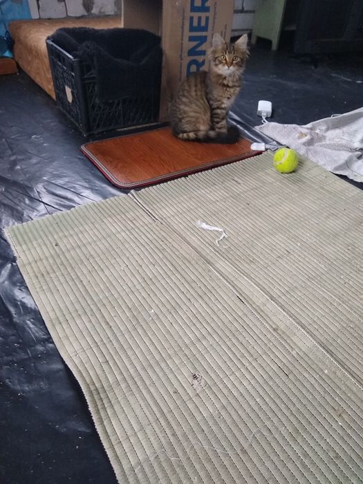 Кошенята в добрі руки