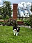 Szczenięta Border Collie