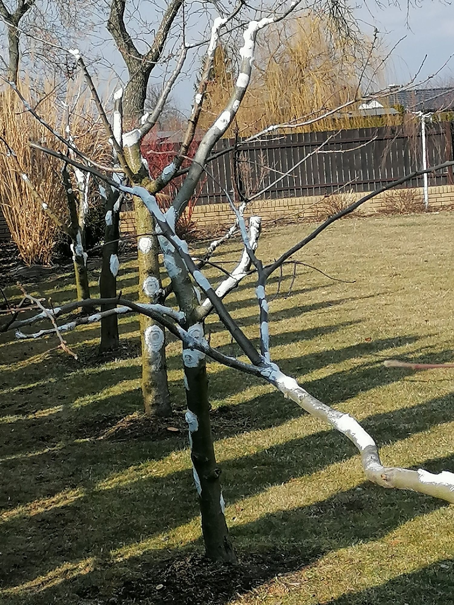 Wycinka, przycinka i pielęgnacja drzew, krzewów - arborysta