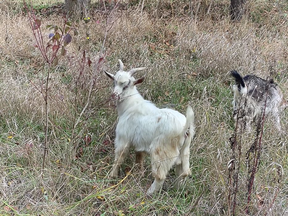 Козел (Цап) 6 місяців