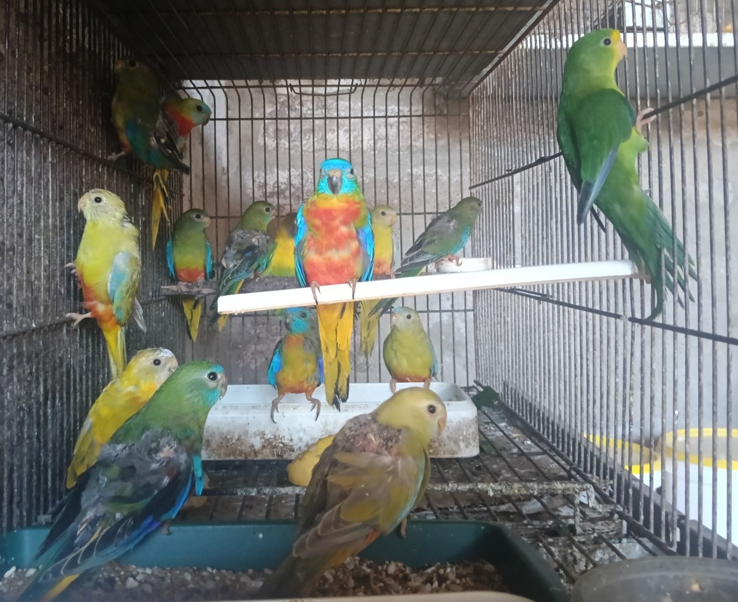 Psitacideos diversos