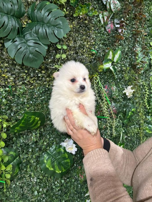 Spitz macho branquinho