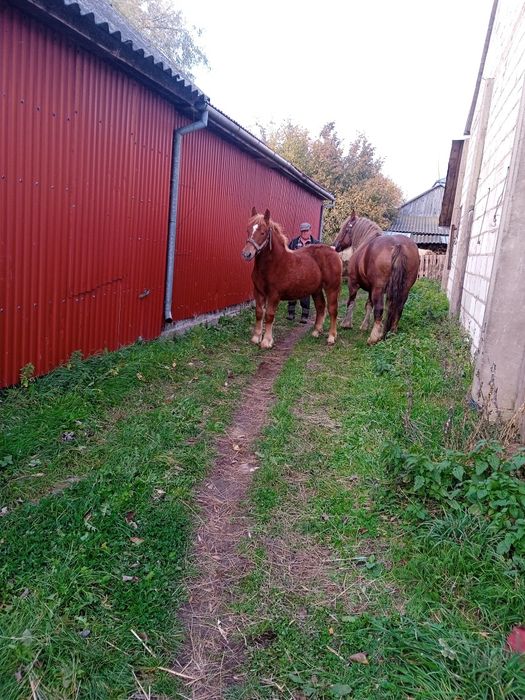 Źrebica zimnokrwista połroczna