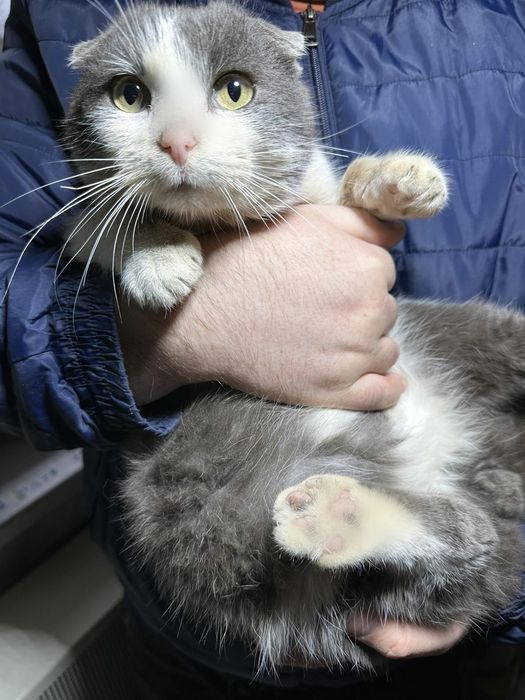 Вислоухий Котик ищет семью.