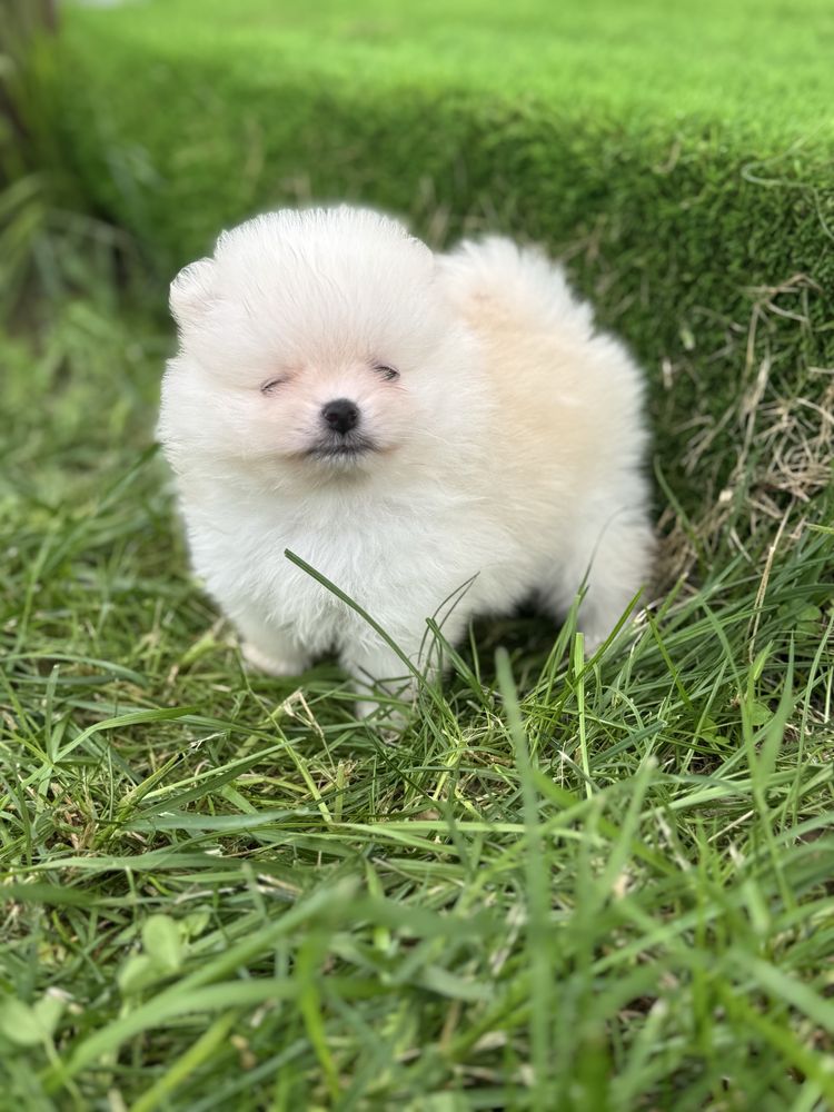 Lulu da Pomerania