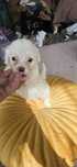 Malutki.Maltipoo