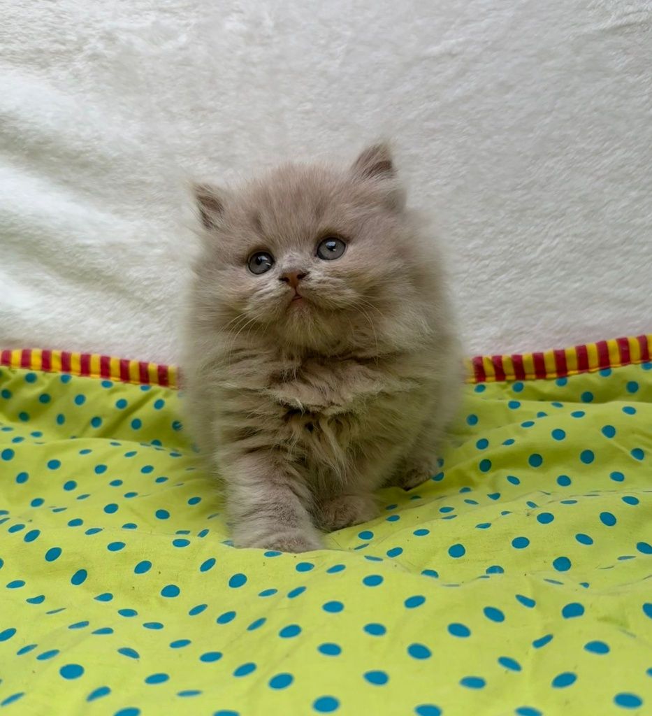 Gatinho british longhair