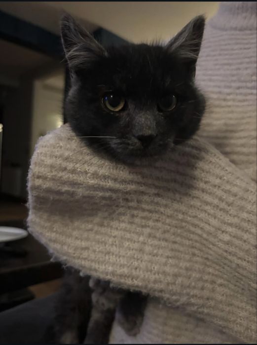 Oddam kotke w dobre rece