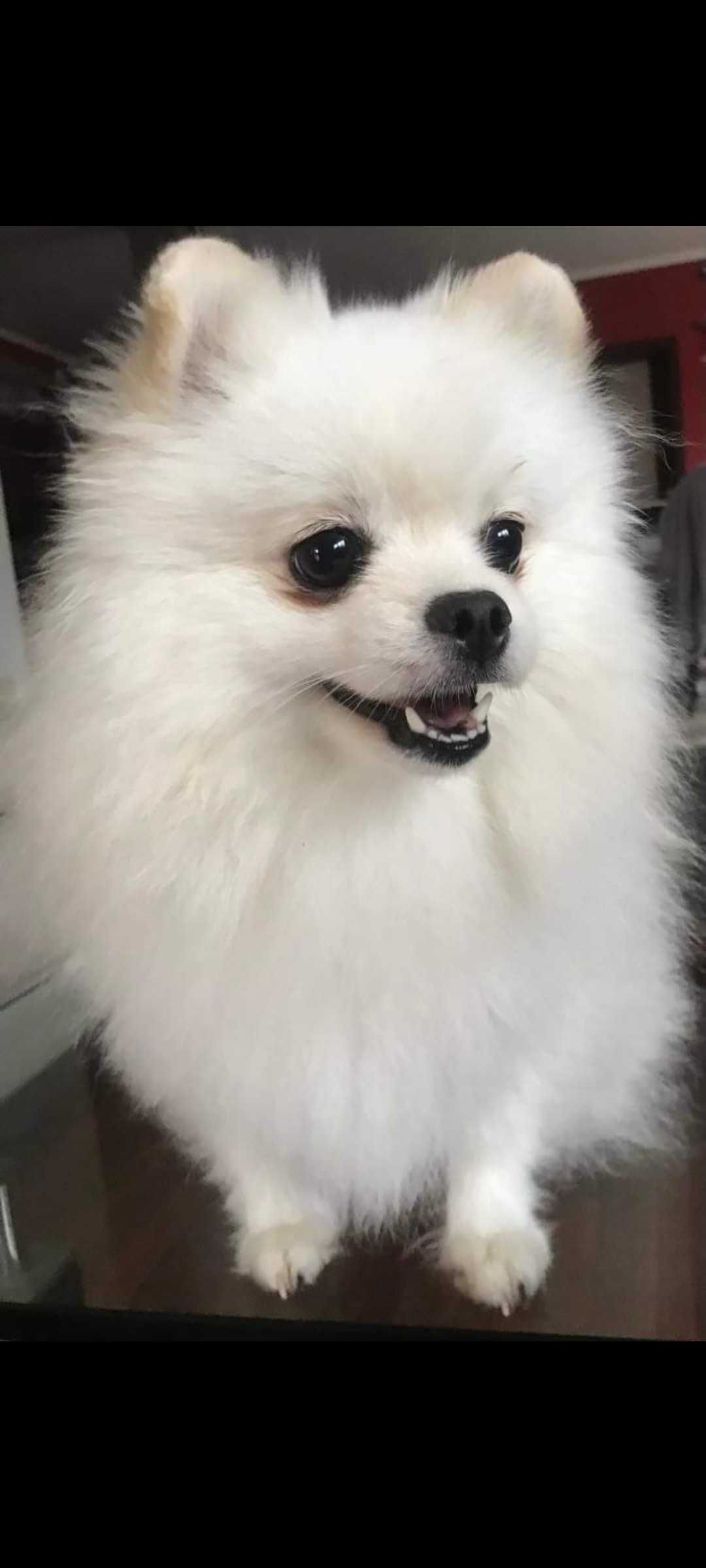 Pomeranian fci zkwp