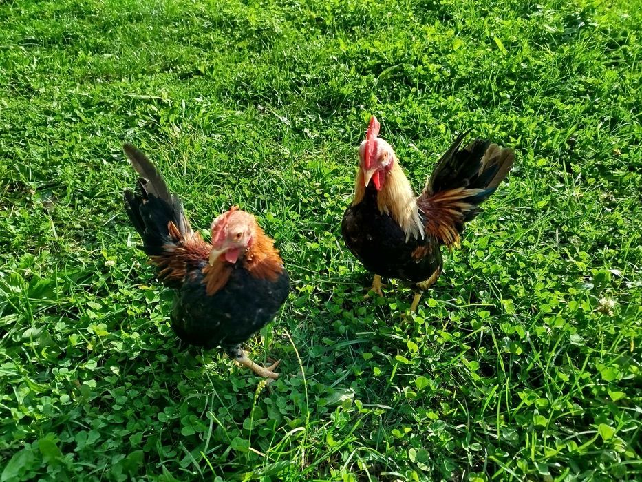 Serama, seramy koguty