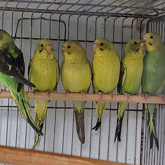 Periquitos Asas Negras