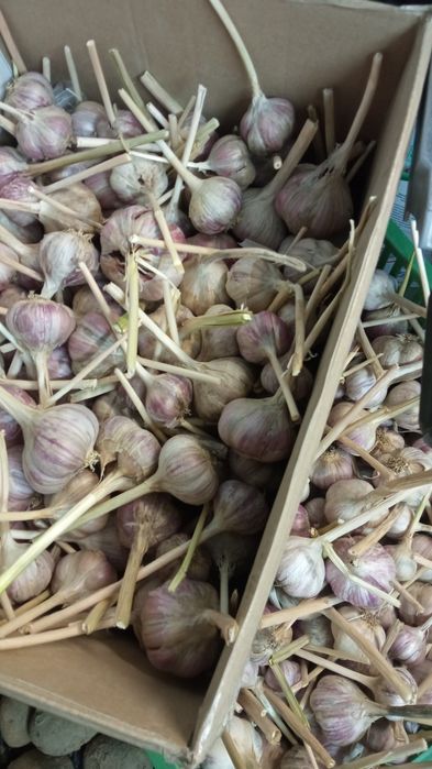 Czosnek ekologiczny do sadzenia i spożycia.