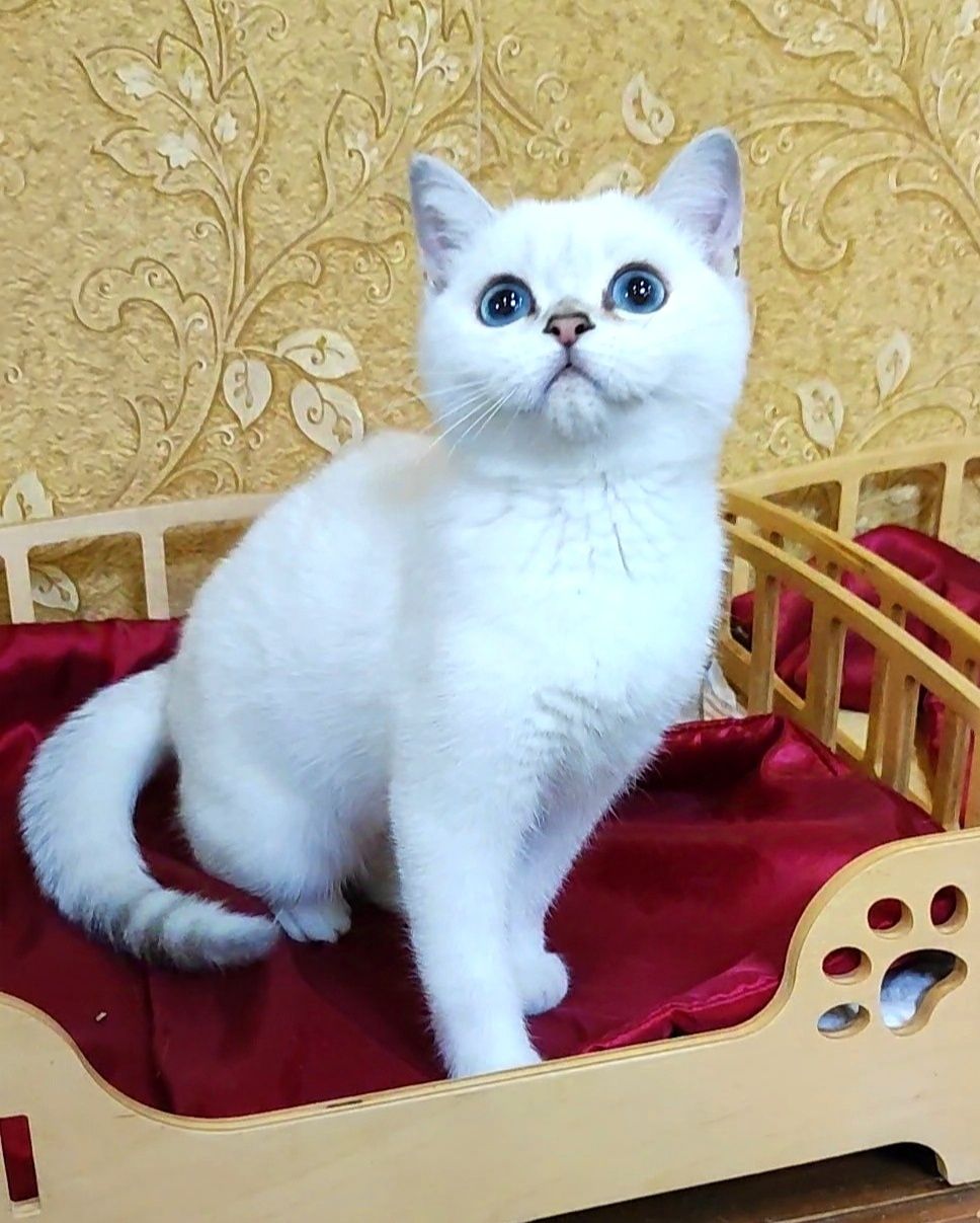 Клубный мальчик шиншиллка поинт
