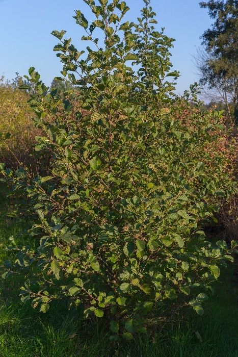 Olsza (Alnus Mill) wys. 90-120 cm- z gruntu