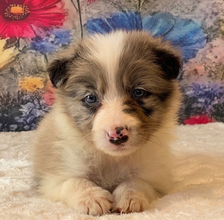 Border Collie dziewczynka ZOE