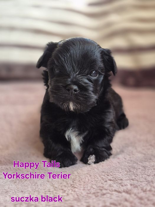 Yorkshire Terier ,suczka czarna