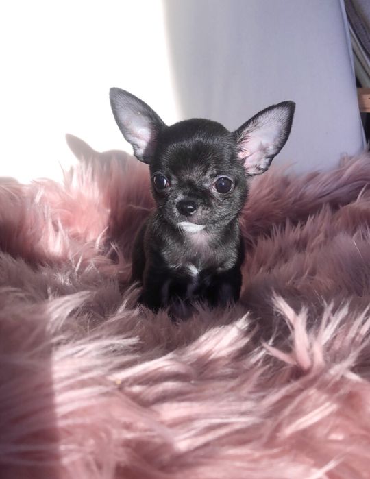Супер міні дівчинка чихуахуа!
