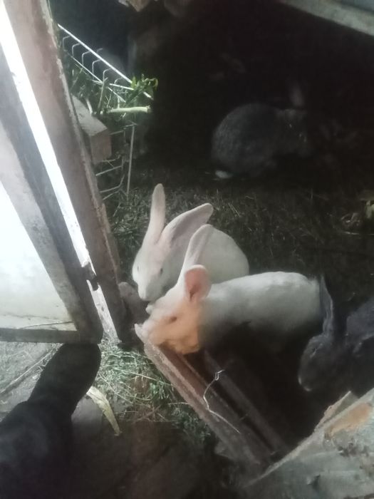 Продам кролі по самих ниських цінах