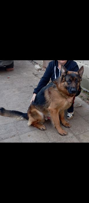 Шикарные щенки ,крупные.