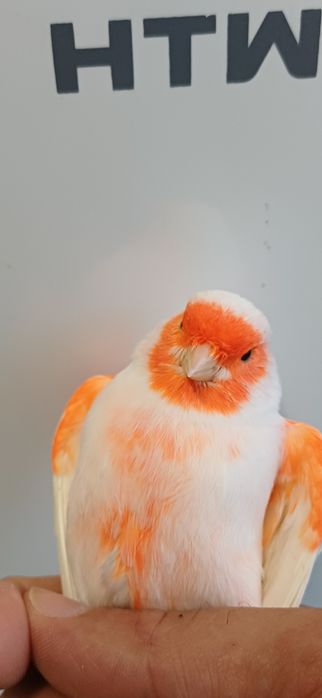 Canario vermelho mosaico