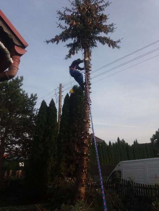 Tania Wycinka drzew, technika alpinistyczna, przycinanie. Wywóz gałęzi