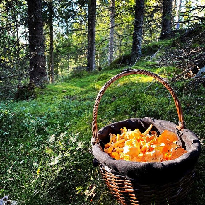 Duży Kosz Wiklinowy Na Grzyby Zakupy Lekki Z Uchwytem Tkaniną NOWY
